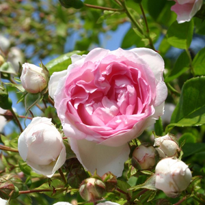 Eleganckie, delikatne kwiaty mają w sobie cechy stylu róż angielskich. Daje nastrój nostalgiczny, jest odmianą dobrze pokwitającą.